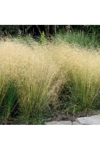 Луговик дернистий Палава в період цвітіння